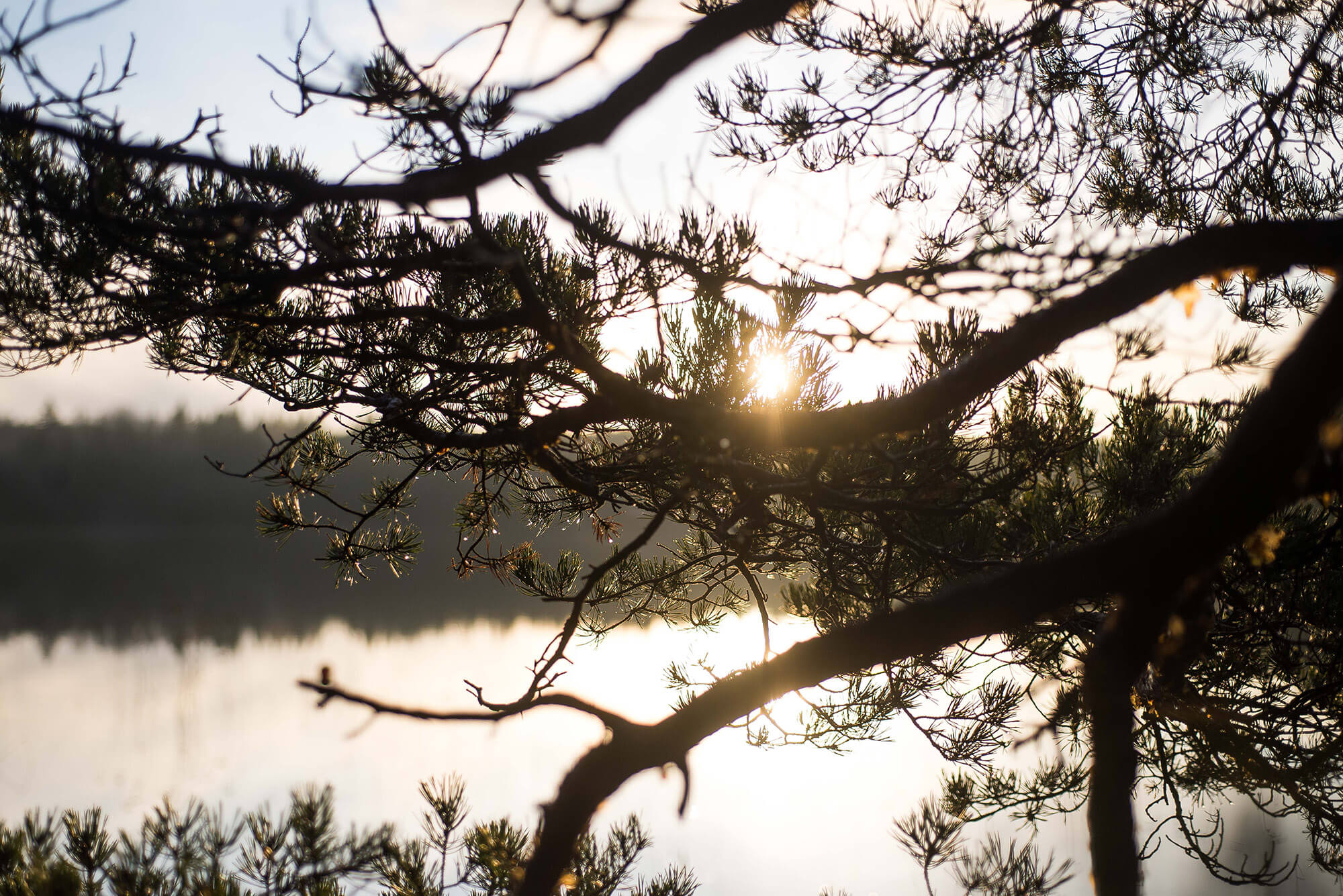 Ett träd vid ett vattendrag i närheten av Björkkärret Hybridpark